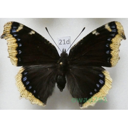 Nymphalis antiopa (Linnaeus, 1758) ex. larva Czech21d